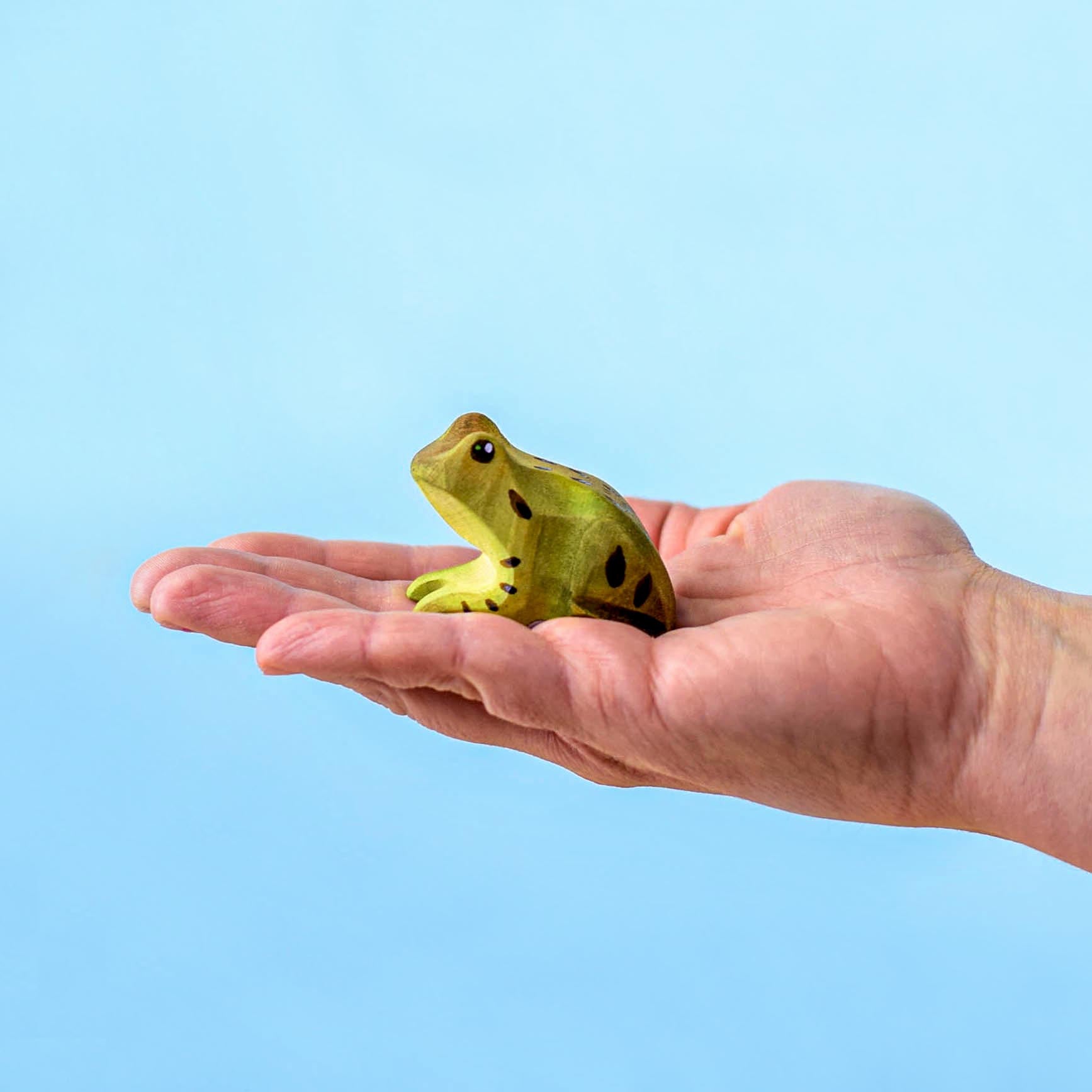 Wooden Frog